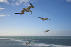 northern gannet