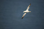 northern gannet