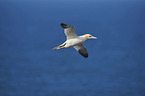 northern gannet