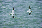 northern gannet