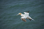 northern gannet