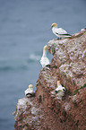 northern gannet