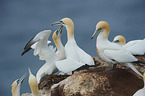 northern gannet