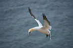 northern gannet