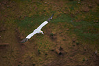 northern gannet