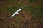 northern gannet