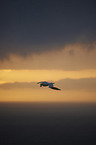 northern gannet