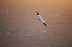 northern gannet