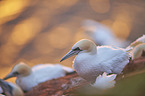 northern gannet