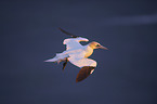 northern gannet