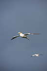 northern gannet