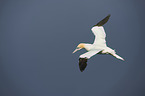 northern gannet