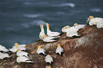 northern gannet