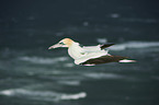 northern gannet