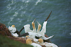 northern gannet