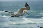 northern gannet