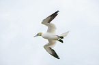 northern gannet