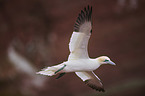 northern gannet