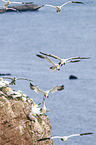 northern gannet