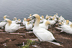 northern gannet