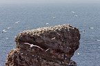 northern gannet