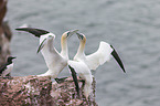 northern gannet