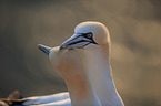 northern gannets