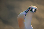 northern gannets