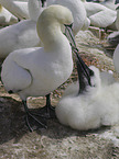 northern gannets