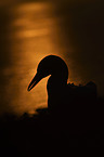 northern gannet