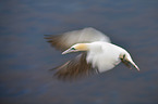 northern gannets