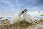 northern gannets