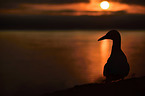 northern gannet