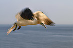 flying Northern Gannet