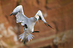 flying Northern Gannet