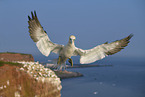 flying Northern Gannet