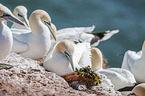 Northern Gannets on a rock