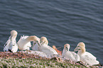 Northern Gannets on a rock