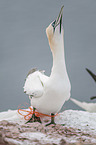 Northern Gannet on a rock