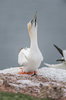 Northern Gannet on a rock