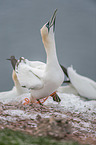 Northern Gannet on a rock