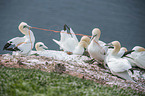 Northern Gannets on a rock