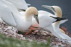 Northern Gannets on a rock