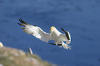 flying Northern Gannet