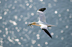 flying Northern Gannet