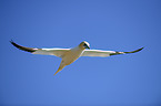 flying Northern Gannet