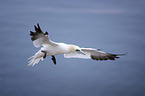 flying Northern Gannet