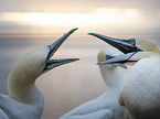 Northern Gannet