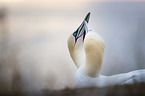 Northern Gannet portrait