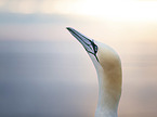 Northern Gannet portrait